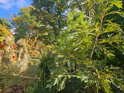 Quercus dentata 'Pinnatifida'